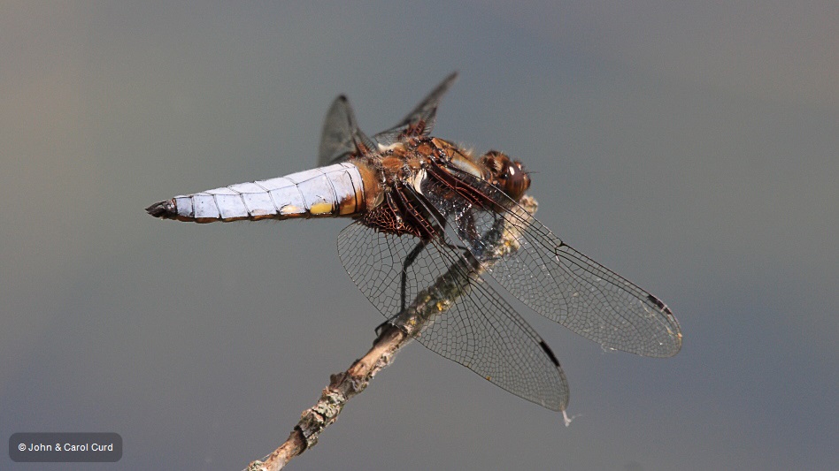 IMG_6297 Libellula depressa male.JPG